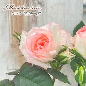 \̔ ~jo u[A 3|bg lG炫 o KN oc c  ars 3{ȍ~