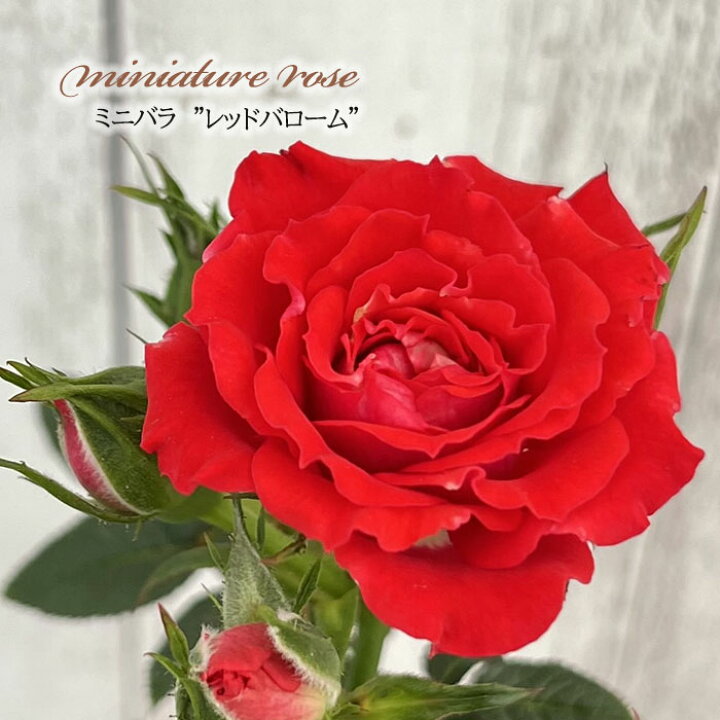 楽天市場】予約販売 ミニバラ レッドバローム 3号ポット バラ 薔薇 