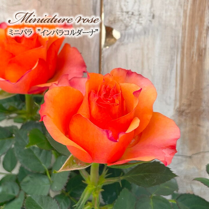 楽天市場】予約販売 ミニバラ インパラコルダーナ 3号ポット バラ 薔薇 