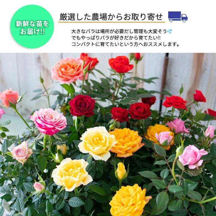 楽天市場】予約販売 ミニバラ エアブラシコルダーナ 3号ポット 