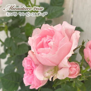 y܂Ȃߐ؂z \̔ ~jo o[r[R_[i 3|bg lG炫 o KN oc c R_i sN ars 11{ȍ~