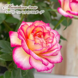 予約販売 ミニバラ ハーレクイーンコルダーナ 3号ポット 四季咲き バラ 薔薇 バラ苗 苗 コルダナ ピンク ars 3月上旬以降発送