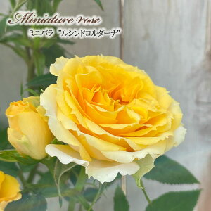 \̔ ~jo VhR_[i 3|bg lG炫 o KN oc c R_i F ars 3{ȍ~