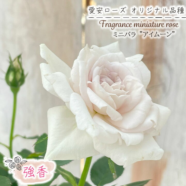 楽天市場】予約販売 ミニバラ アイムーン 3号ポット バラ 薔薇 バラ苗 