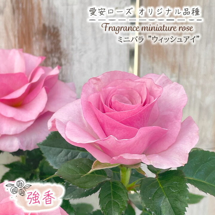 楽天市場】予約販売 ミニバラ ウィッシュアイ 3号ポット バラ 薔薇 