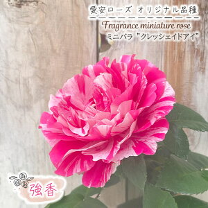 \̔ ~jo NbVFhAC 3|bg lG炫   o KN oc c sN [Y IWii ars 3{ȍ~