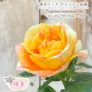 \̔ ~jo TtHj[AC 3|bg lG炫   o KN oc c F [Y IWii ars 11{ȍ~