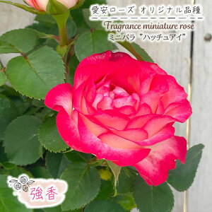 \̔ ~jo nb`AC 3|bg lG炫   o KN oc c sN [Y IWii ars 3{ȍ~