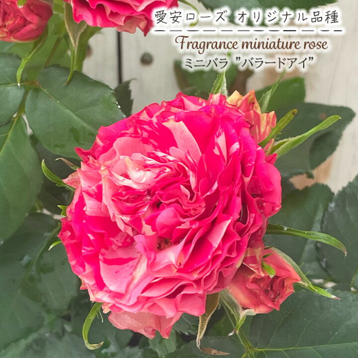 楽天市場】予約販売 ミニバラ バラードアイ 3号ポット バラ 薔薇 バラ 