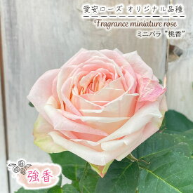 予約販売 ミニバラ 桃香 3号ポット 四季咲き 強香 香り バラ 薔薇 バラ苗 苗 ピンク 愛安ローズ オリジナル品種 ars 3月上旬以降発送