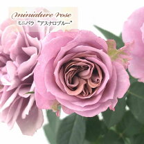 楽天市場】ミニバラ 青（種類（植物）バラ）の通販