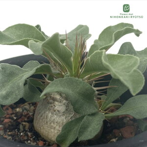 A capL|fBE i}NAi   3 A pL|fBE R[fbNX