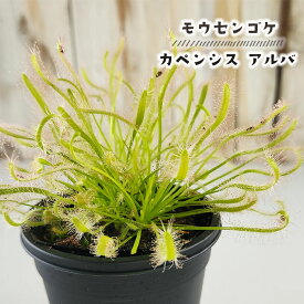 食虫植物 モウセンゴケ カペンシス アルバ アフリカナガバモウセンゴケ白花 3号鉢 水生植物 sad