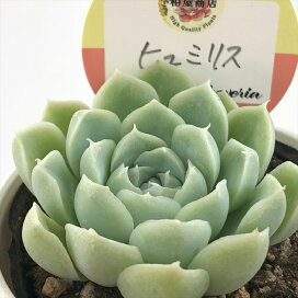 楽天市場】多肉植物 oriミックスベリア No.059 もみじ飴 多肉植物 お  