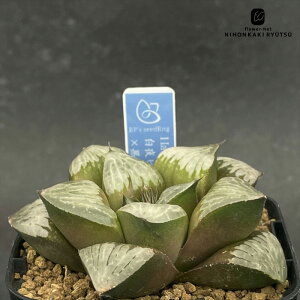 A bphnI`A sN^×P 0929-032 A BANRI PLANTS ovcc i̔  nI`A 7.5cm|bg