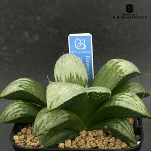 yyVX[p[Z[ P5{z A bphnI`A Rvg N×nj[zCg 0929-036 A BANRI PLANTS ovcc i̔ nI`A 7.5cm|bg