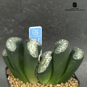 A bphnI`A ʐ ܂×ʐ ֐ 0929-045 A BANRI PLANTS ovcc i̔ nI`A 7.5cm|bg