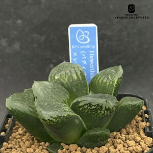 A bphnI`A iofBA×ہj×r 0929-051 A BANRI PLANTS ovcc i̔ nI`A 7.5cm|bg