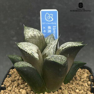 A bphnI`A ×TCbh 0929-058 A BANRI PLANTS ovcc i̔ nI`A 7.5cm|bg