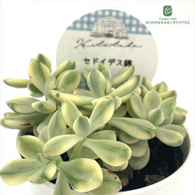 多肉植物 Hitotabaエケベリア セドイデス錦 多肉植物 ヒトタバさん苗 エケベリア 6cmポット