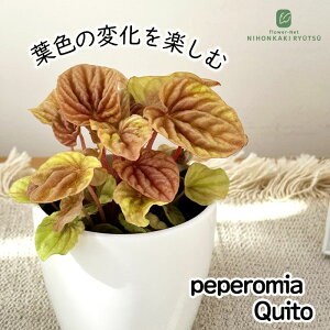 ϗtA cot yy~A Lg 3.5 ϗtA ^   蕨 v[g CeA 