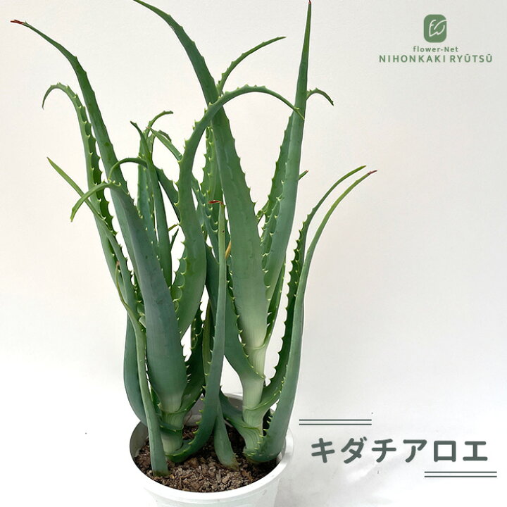 楽天市場】観葉植物 キダチアロエ 5号鉢 アロエ 木立アロエ 観葉植物 