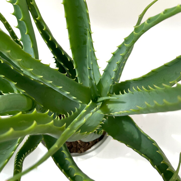 楽天市場】観葉植物 キダチアロエ 5号鉢 アロエ 木立アロエ 観葉植物 