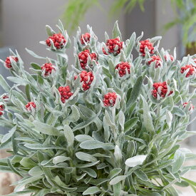 予約販売 宿根草の苗 ヘリクリサム 苗 レッドジュエル 10.5cmポット 多年草 ガーデニング 花苗 宿根草苗 nish3 3月下旬以降発送