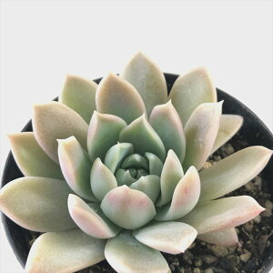 yyVX[p[Z[ P5{z A skGPxA OXn[g A GPxA 7.5cm|bg