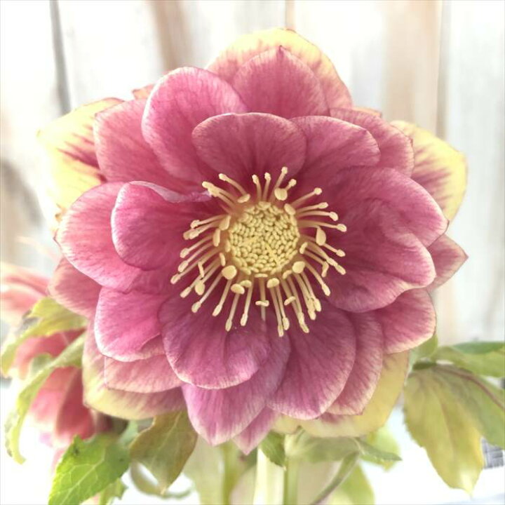 楽天市場】クリスマスローズ 広瀬園芸 ソレイユ ダブル 0213-006 現品  