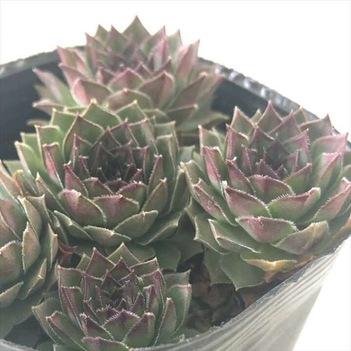 楽天市場】多肉植物 sfセンペルビウム ビッグロック 7.5cmポット 