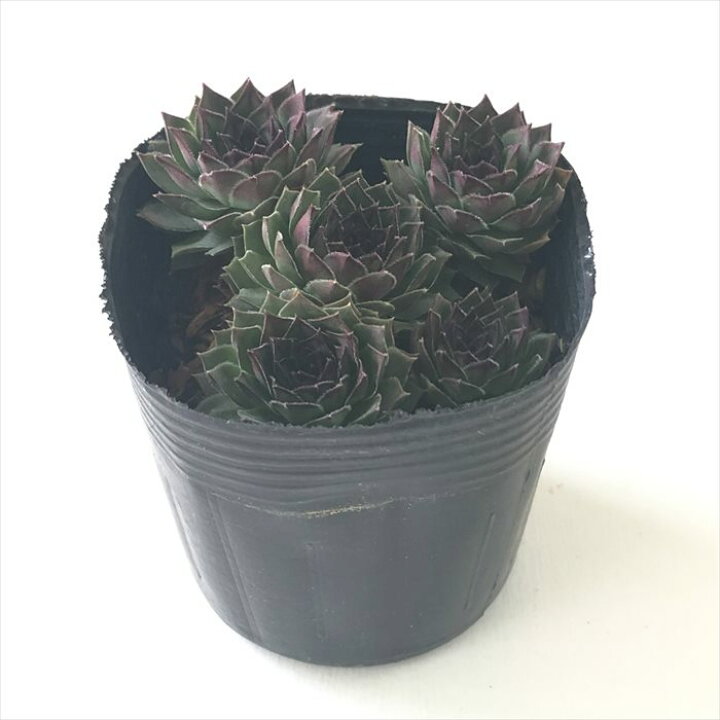 楽天市場】多肉植物 sfセンペルビウム ビッグロック 7.5cmポット 