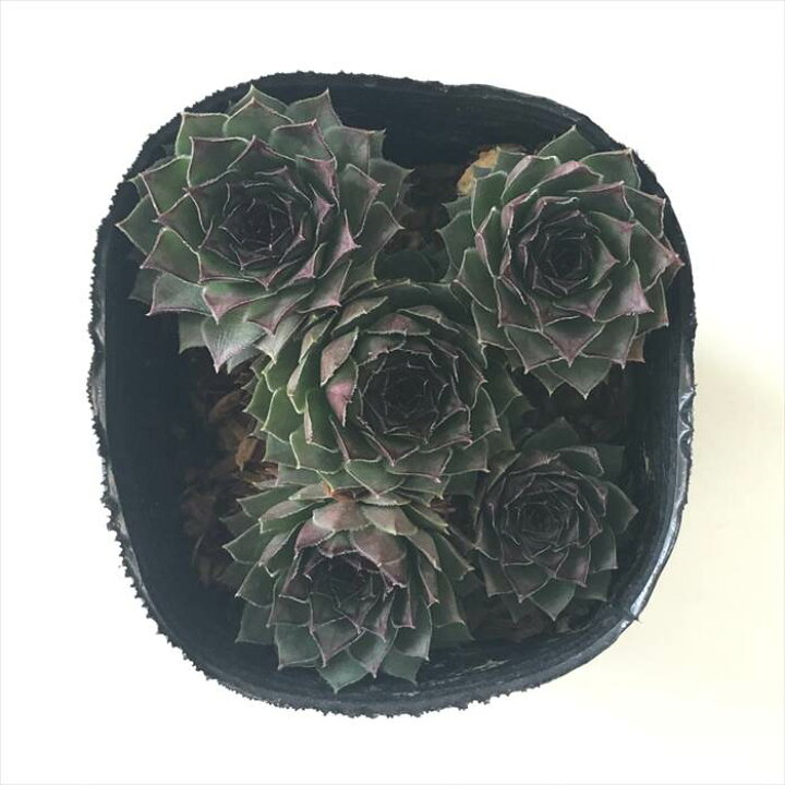楽天市場】多肉植物 sfセンペルビウム ビッグロック 7.5cmポット 