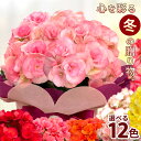 予約販売 選べる リーガースベゴニア 12色 4.5号鉢 送料無料 ラッピング付き お歳暮 冬ギフト プレゼント 鉢植え 鉢花 エラチオールベゴニア 12月上旬以降発送