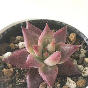 A hmGPxA \OIut@C[ A GPxA 6cm|bg