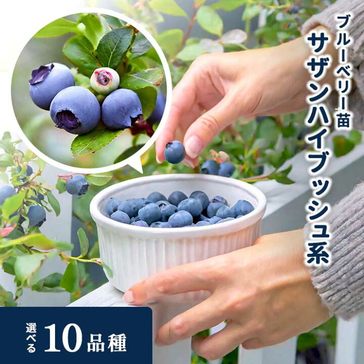 楽天市場】選べるブルーベリー苗 サザンハイブッシュ系 4.5号〜5号鉢 2 