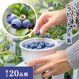【予約販売】 選べる20品種 ブルーベリー 苗 ラビットアイ系 4.5号〜5号鉢 2年生以上苗 初心者向け 果樹苗 苗 庭木 苗木 果実 鉢植え yms 3月上旬以降発送