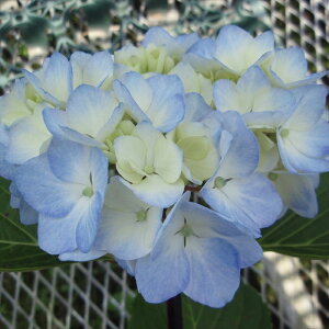 �\��̔� �A�W�T�C ���� 9cm�|�b�g �n�C�h�����W�A �c �ԕc �c�� �������� ���z�� fea 3�����{�ȍ~����