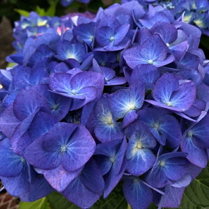 AWTC u[C 9cm|bg nChWA c ԕc c  z far