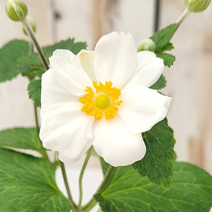 楽天市場】予約販売 シュウメイギク 苗 一重咲き 白 9cmポット 秋明菊 