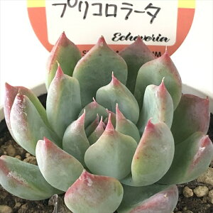 A kswGPxA vR[^ Xc GPxA 6cm|bg