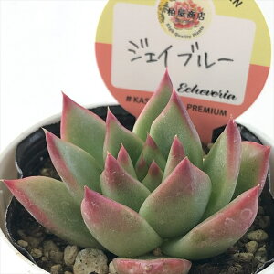 A kswGPxA WFCu[ Xc GPxA 6cm|bg