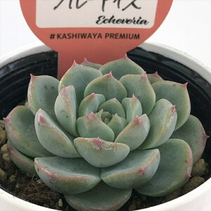 A kswGPxA u[ACX Xc GPxA 6cm|bg