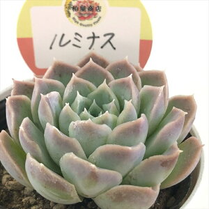 �����A�� ksw�G�P�x���A ���~�i�X �������X����c �G�P�x���A 6cm�|�b�g