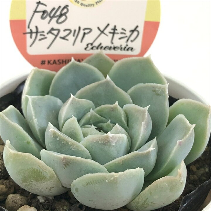 楽天市場】多肉植物 kswエケベリア Fo48サンタマリアメキシカ 柏屋商店 