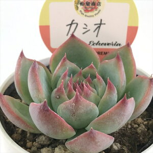 A kswGPxA JVI Xc GPxA 6cm|bg