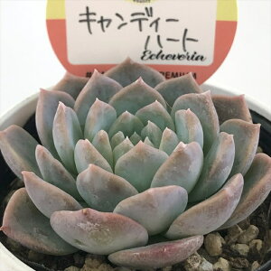 yyVX[p[Z[ P5{z A kswGPxA LfB[n[g Xc GPxA 6cm|bg