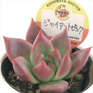 A kswGPxA WCAgsN Xc GPxA 6cm|bg