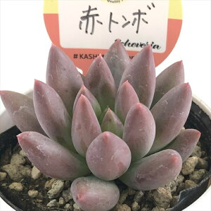 A kswGPxA ԃg{ Xc GPxA 6cm|bg