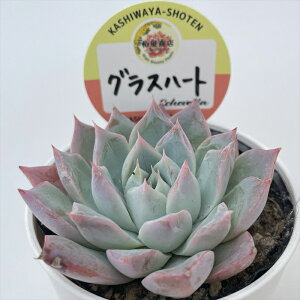 A kswGPxA OXn[g Xc GPxA 6cm|bg